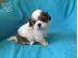 PoulaTo: shih tzu κουτάβια