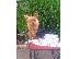 PoulaTo: yorkshire terrier toy