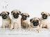 PoulaTo: Pug puppies - Παγκ κουτάβια