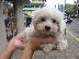 PoulaTo: Maltese