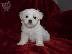 PoulaTo: Maltese mini