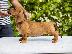 PoulaTo: Standard Dachshund κουτάβια