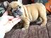 PoulaTo: γαλλικά κουτάβια μπουλντόγκ  /  French bulldog fawn