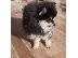 PoulaTo: Beautiful Pomeranian Puppies