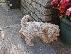 PoulaTo: F2 Cockapoo κουτάβια προς πώληση στο Loving Forever Home