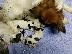 PoulaTo: papillon