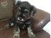 PoulaTo: Schnauzer mini - Σνάουτσερ μινι