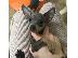 PoulaTo: Pinscher mini