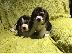 PoulaTo: Beagle puppy