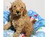 PoulaTo: Goldendoodle