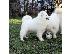 PoulaTo: Samoyed θηλυκό προς πώληση