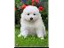 PoulaTo: samoyed κουτάβια