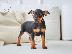 PoulaTo: Pinscher mini