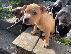 PoulaTo: Pitbull