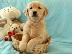 PoulaTo: X μάζα τεριέ Golden Retriever