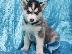 PoulaTo: Ανυπόμονος γενεαλογικού husky Puppy έτοιμο για υιοθεσία!...