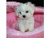 PoulaTo: μαλτέζικα κουτάβια  / maltese puppies