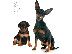 PoulaTo: Pinscher mini