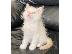 PoulaTo: Το Birman Kitten είναι διαθέσιμο