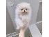 PoulaTo: pomeranian (αρσενικό και θηλυκό)