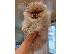 PoulaTo: Pomeranian Spitz κουτάβι προς πώληση