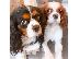 PoulaTo: Εξαιρετικό κουτάβι Cavalier King Charles Spaniel για υιοθεσία