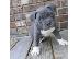 PoulaTo: Κουτάβια American Pit Bull Terrier