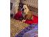 PoulaTo: French Bulldogs Available
