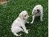 PoulaTo: Κουτάβια Λαμπραντόρ/ Labrador puppies