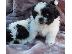 PoulaTo: shih tzu κουτάβια