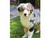 PoulaTo: Τα γοητευτικά κουτάβια Australian Shepherd