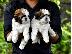 PoulaTo: Shih Tzu
