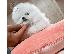PoulaTo: Pomeranian mini