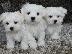 PoulaTo: Maltese mini