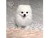 PoulaTo: Pomeranian puppy is now ready for adoption