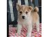 PoulaTo: Alaskan Klee Kai προς πώληση