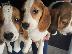 PoulaTo: Adorable beagle puppies