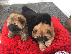 PoulaTo: Chow Chow puppy is now ready for sale