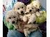 PoulaTo: GOLDEN RETRIEVER