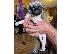 PoulaTo: πατημασιά κουτάβια / pug puppies