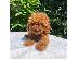 PoulaTo: Όμορφα κουτάβια Toy Poodle για καλό σπίτι