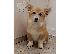 PoulaTo: Pembroke Welsh Corgi κουτάβια
