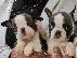 PoulaTo: Κουτάβια Boston Terrier