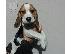PoulaTo: Beagle