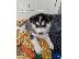 PoulaTo: Τα κουτάβια Siberian Husky είναι τώρα διαθέσιμα