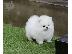 PoulaTo: Δύο κουτάβια Pomeranian