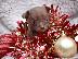 PoulaTo: 2 Όμορφη Lilac / Choc Ομαλή Coat Τσιουάουα Pups ΓΙΑ XMASS