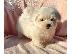 PoulaTo: Maltese mini
