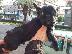 PoulaTo: French bulldog black