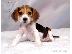 PoulaTo: κορυφαία ετοιμοπαράδοτα beagle